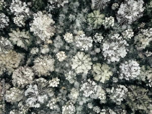 Fototapeta Aerial view of forest in winter