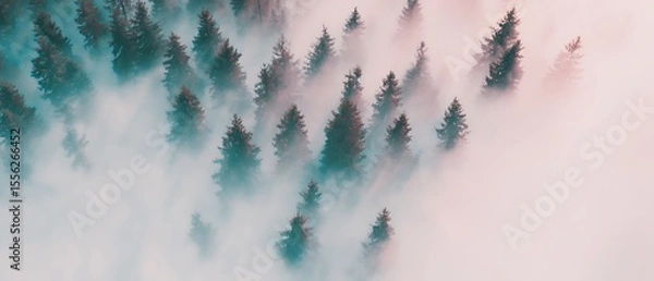 Fototapeta Forest landscape shrouded in a mystical fog