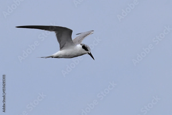 Obraz One Common Tern flying from left to right