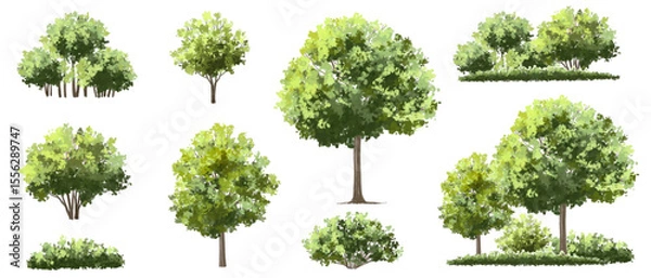 Fototapeta  Vector watercolor green  tree or forest side view isolated on white background for landscape and architecture drawing,elements for environment or and garden,Shrub for section