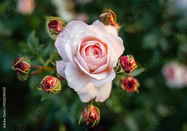Obraz Blüte und Knospen einer englischen rosafarbenen Rose
