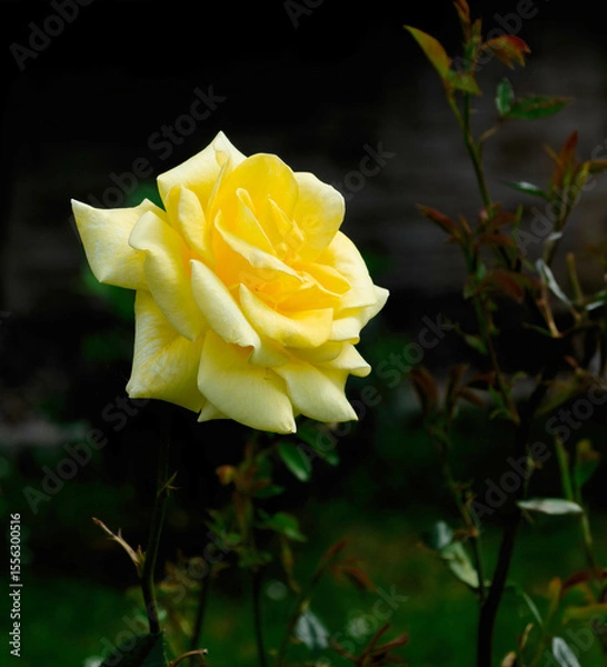 Obraz A beautiful yellow rose has blossomed and bloomed