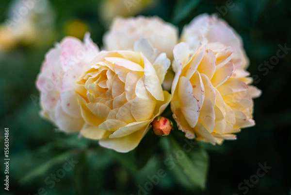 Obraz Close-up of the blossom of a yellow historic English rose