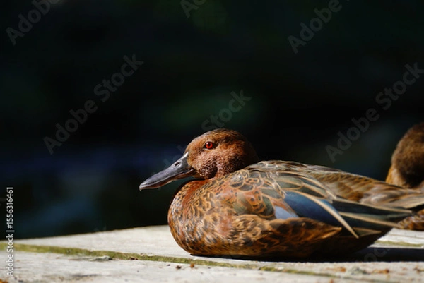Fototapeta The cinnamon teal also known as Spatula cyanoptera.