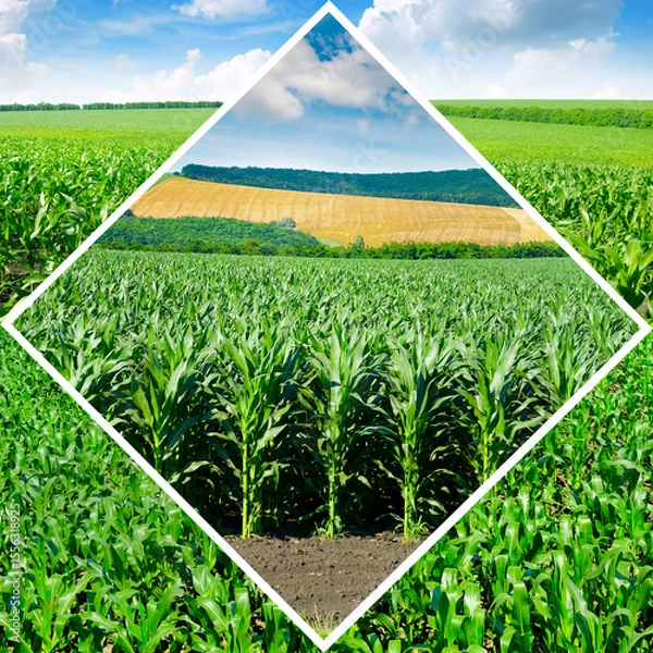 Fototapeta Corn fields in an original frame.
