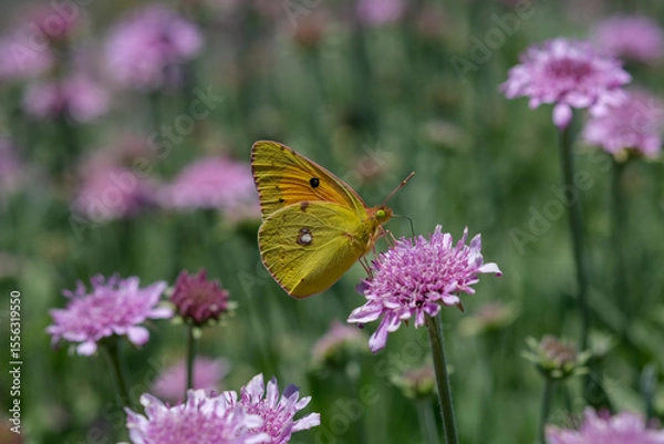 Fototapeta Macro of  Clouded yellow Colias croceus butterfly collecting pollen from delicate pink flowers. natural light, pollination and biodiversity in Canary Islands ecosystem. 
