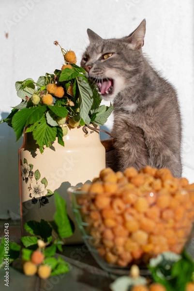 Fototapeta Grey cat enjoys yellow raspberries plucked from a branch in a vase, while in the foreground there is a glass bowl full of fresh raspberries, creating a cozy atmosphere