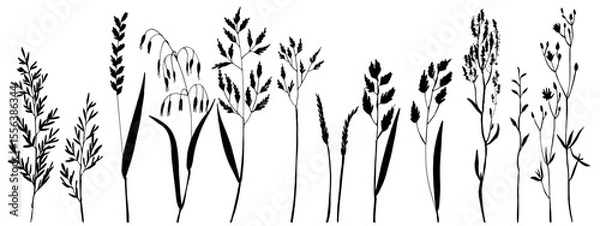 Obraz Vector silhouette of wild meadow herbs and flowers. Natural black grass border on white background. Perfect for botanical design, print, cards, posters, eco packaging, and decorative elements.
