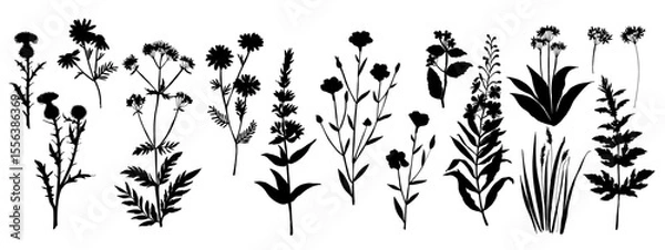 Obraz Vector silhouette of wild meadow herbs and flowers. Natural black grass border on white background. Perfect for botanical design, print, cards, posters, eco packaging, and decorative elements.