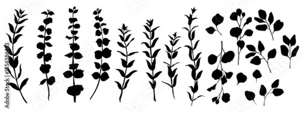 Obraz Eucalyptus leaves and branches. Vector silhouette of wild meadow herbs and flowers. Natural black grass border on white background. Perfect for botanical design, print, cards, posters