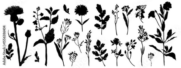Obraz Vector silhouette of wild meadow herbs and flowers. Natural black grass border on white background. Perfect for botanical design, print, cards, posters, eco packaging, and decorative elements.