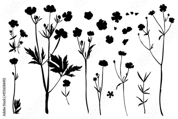 Obraz Vector silhouette of wild meadow herbs and flowers. Natural black grass border on white background. Perfect for botanical design, print, cards, posters, eco packaging, and decorative elements.
