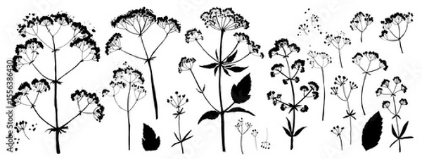 Obraz Vector silhouette of wild meadow herbs and flowers. Natural black grass border on white background. Perfect for botanical design, print, cards, posters, eco packaging, and decorative elements.