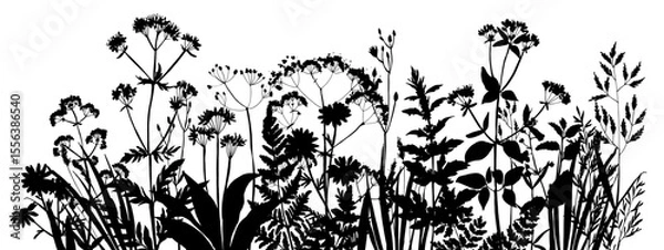 Obraz Vector silhouette of wild meadow herbs and flowers. Natural black grass border on white background. Perfect for botanical design, print, cards, posters, eco packaging, and decorative elements.