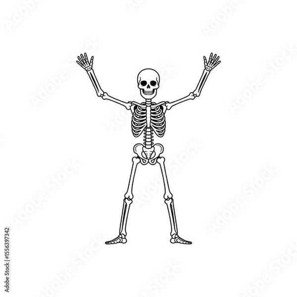 Fototapeta Skeletal Anatomy in Detail: An illustrative portrayal of the human skeletal system, presented in precise detail against an unobtrusive backdrop.