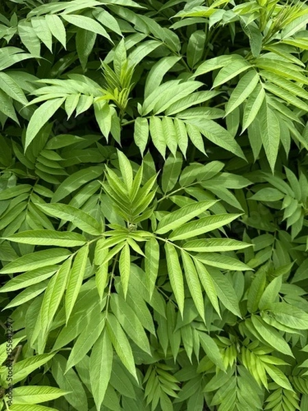 Fototapeta Close-up of green leaves with pointed tips and elongated shapes. Can be used in botany, biology, environment, design, and texture libraries.