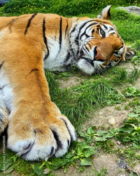 Fototapeta Tiger Lounging with Paw Forward