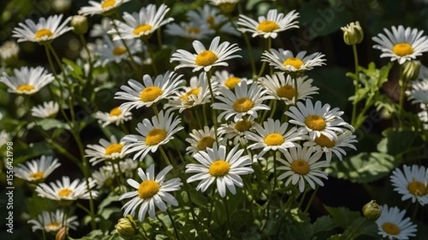 Fototapeta Daisies in Full Bloom Create a Vibrant Display in a Sunny Garden During Late Spring, Attracting Pollinators and Adding Beauty to the Landscape