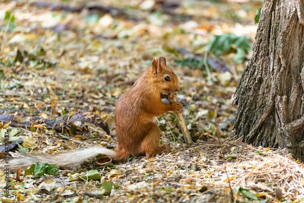 Fototapeta A common squirrel (Sciurus vulgaris) is sitting on the ground in the forest and gnawing on a large animal bone, teeth marks are visible on the bone.