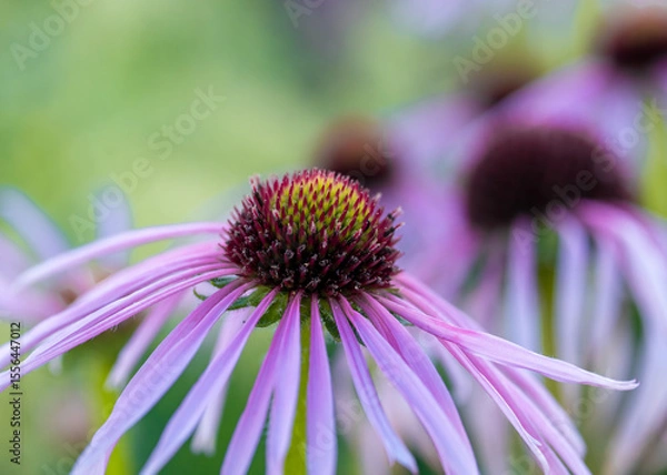 Obraz Prärie-Igelkopf (Echinacea pallida)