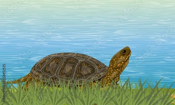 Obraz Marsh turtle walking on tall green grass on the lake shore. Realistic vector landscape