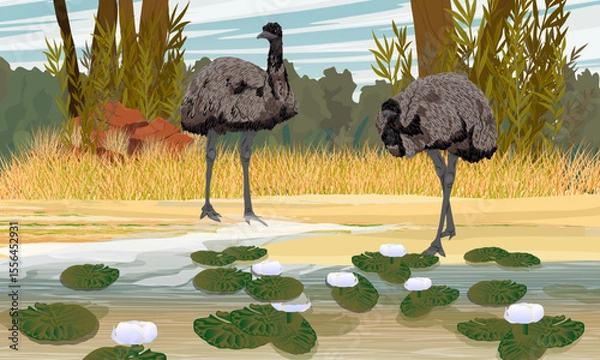 Obraz A pair of Australian emus walk along the shore of a pond with water lilies. Realistic vector landscape