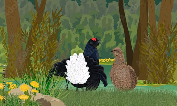 Obraz Male and female black grouse standing on the shore of a small forest lake. Realistic vector landscape