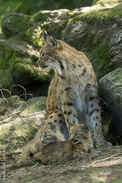 Obraz Lynx with cubs