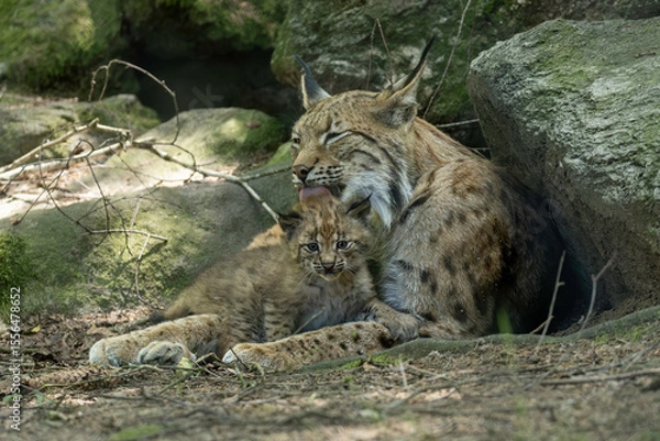 Obraz Lynx with cub