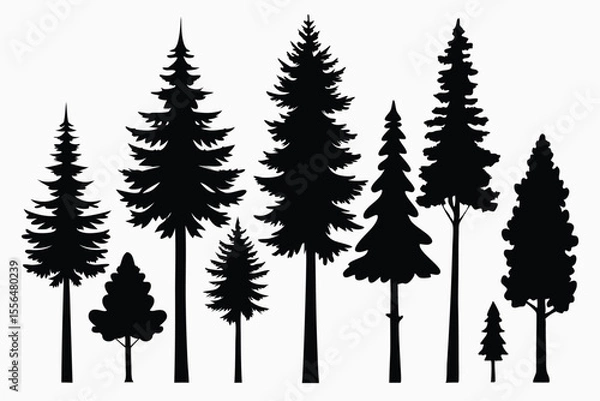 Fototapeta Silhouettes of evergreen trees in a forest setting
