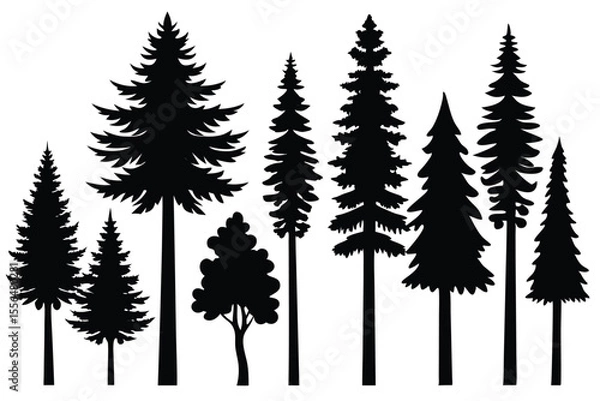 Fototapeta Silhouettes of evergreen trees in a forest setting
