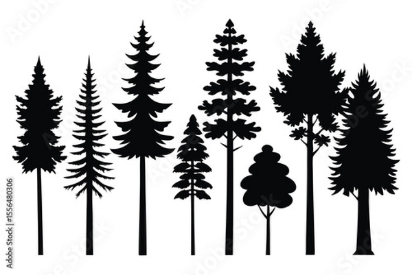 Fototapeta Silhouettes of evergreen trees in a forest setting
