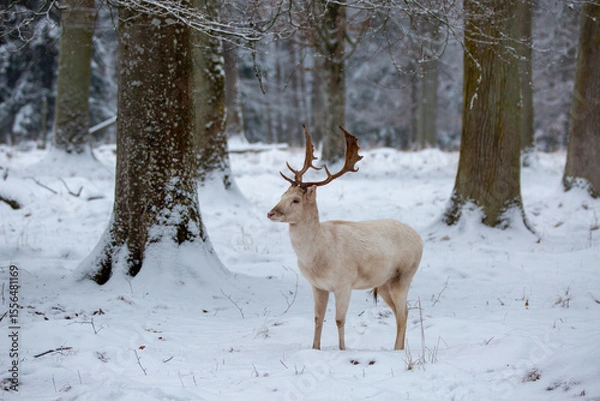 Obraz Weißer Hirsch im Winterwald