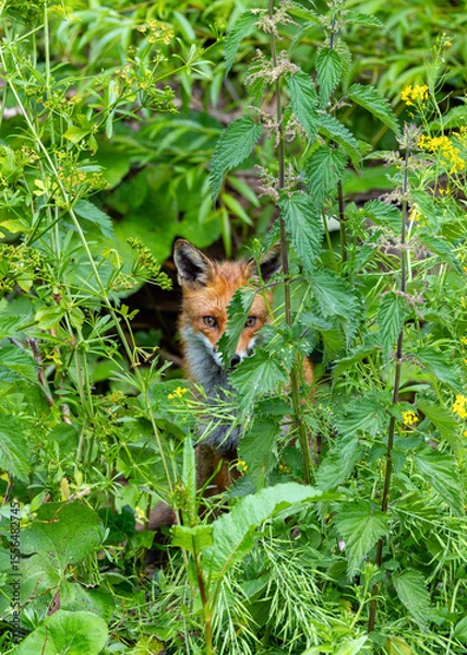 Fototapeta Fox hiding in green undergrowth with its face and body partially obscured by leaves. Wildlife along bank of "River Dodder", Dublin, Ireland