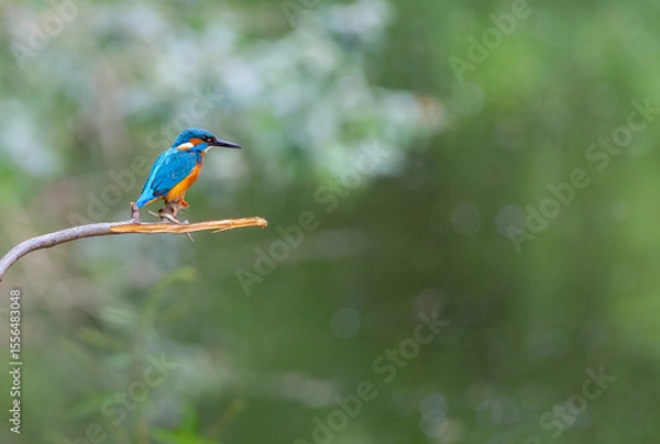 Fototapeta Kingfisher bird "Alcedo atthis" with vivid azure blue and orange feathers perched on branch and isolated against blurred background. River Dodder, Dublin, Ireland