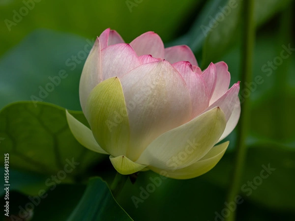 Obraz pink lotus flower