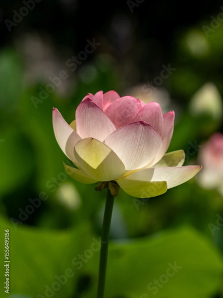 Obraz pink lotus flower