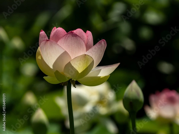 Obraz pink lotus flower