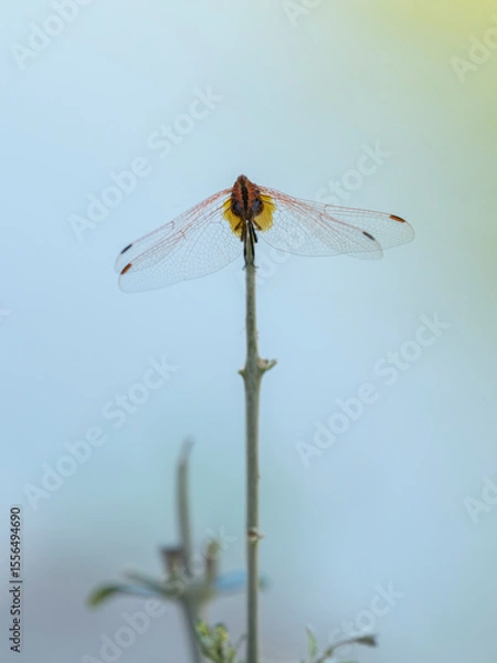 Fototapeta red dragonfly in the forest