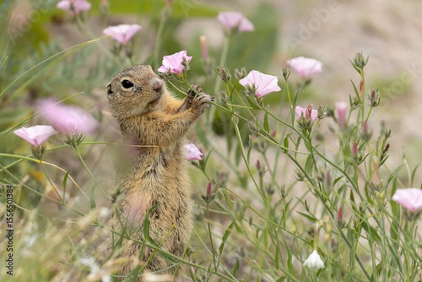 Obraz ground squirrel in the flowers