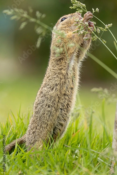 Obraz ground squirrel on grass