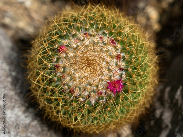 Obraz cactus in bloom