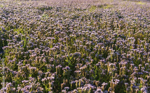 Fototapeta Phacelia tanacetifolia known as lacy phacelia growing in a field