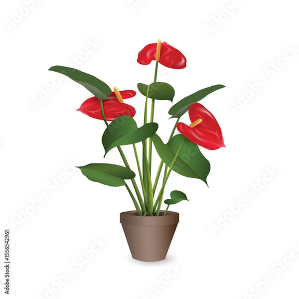 Fototapeta Anthurium with red inflorescences - tropical exotic plant in a plastic flower pot isolated on a white background close-up. Vector realistic image for room design project, plant shop advertising banner