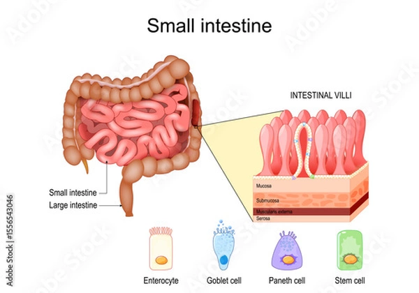 Fototapeta Small intestine anatomy. Layers and cells