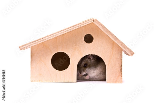 Obraz Dwarf hamster in house, studio shot, isolated on white