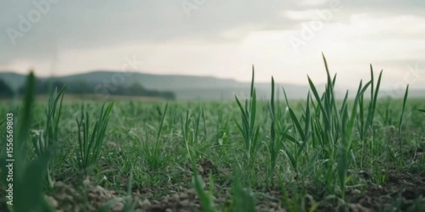 Obraz Lush Green Growth Flourishing in a Beautifully Serene and Tranquil Landscape Environment