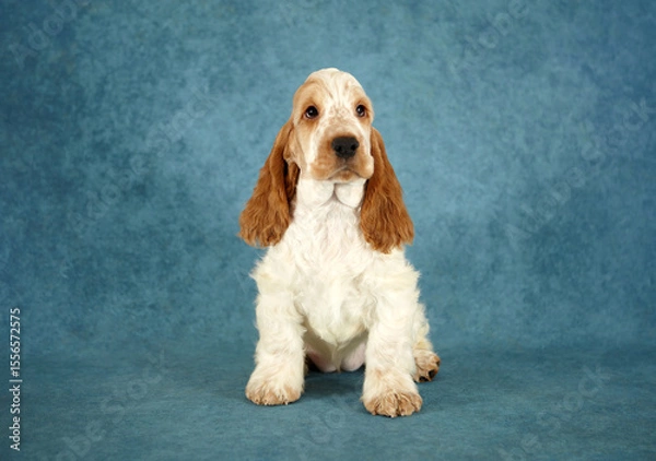 Fototapeta Portrait of an English Cocker Spaniel puppy. The dog is sitting. Color orange roan. Age 2 months.