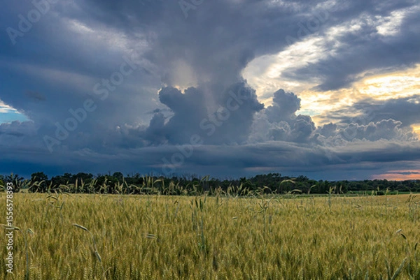 Fototapeta A field of wheat with a dark storm cloud approaching. 
