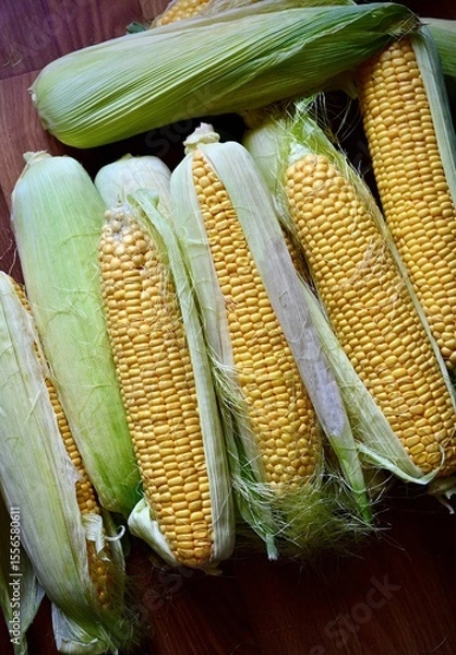 Fototapeta A pile of fresh organic corn. Fresh harvest. View from the top.